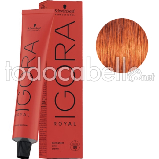 Schwarzkopf Tinte Igora Royal Rubio Medio Cobrizo Intenso